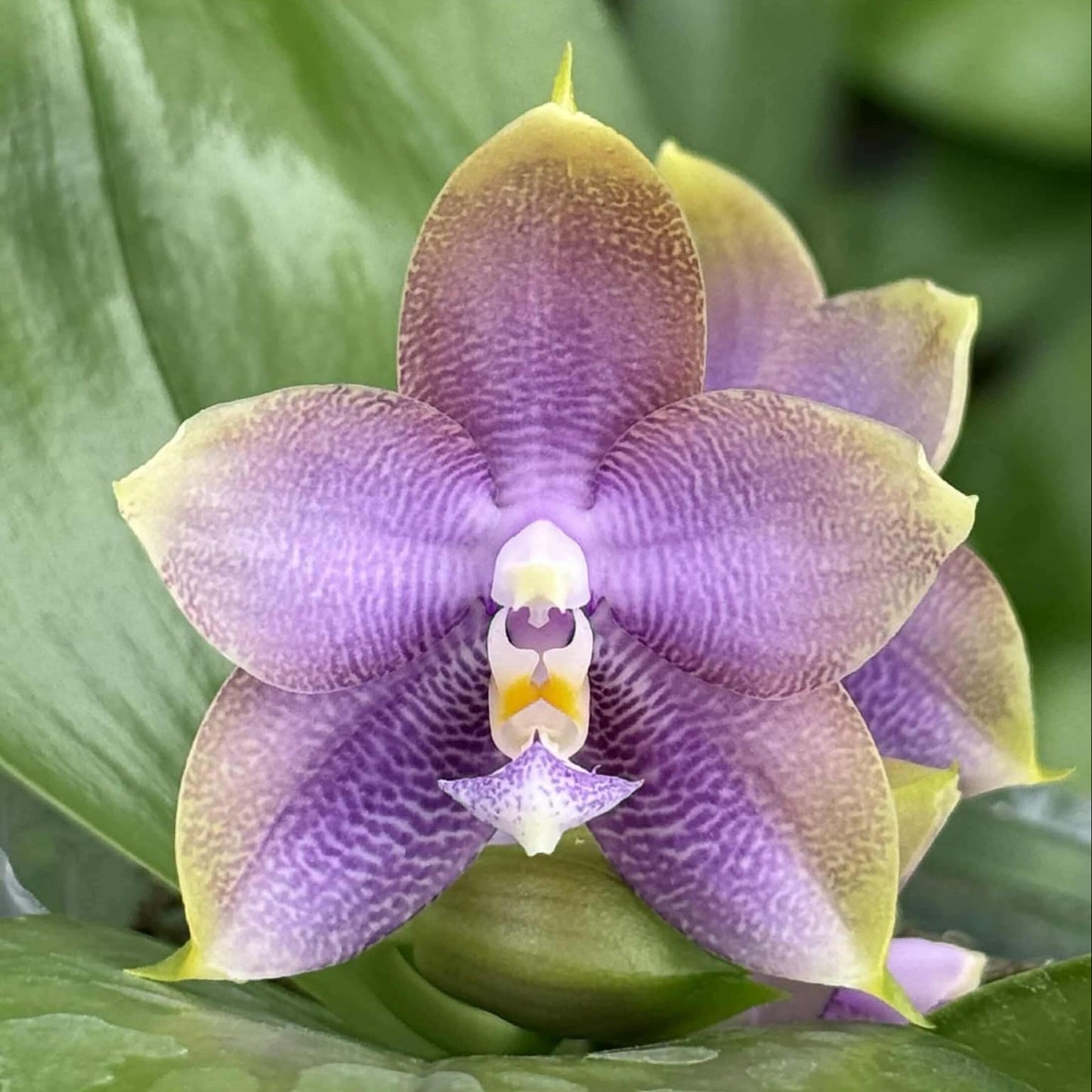 MCL242 Phalaenopsis Mituo Hsien 'Maze'