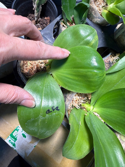 Phalaenopsis Mituo Double Gelb Eagle 'Golden Sparrow'