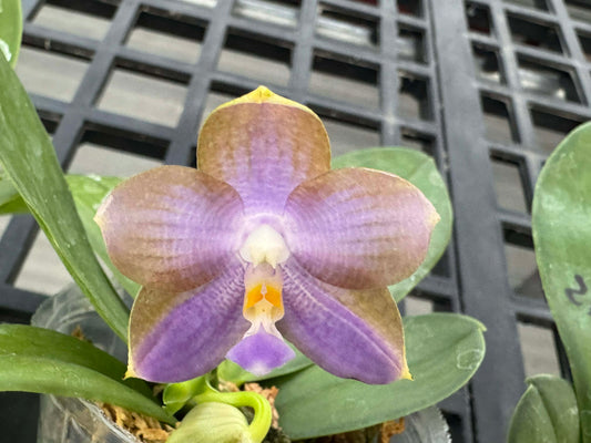 Phalaenopsis Mituo Blue Cat 'Azure Mushroom'