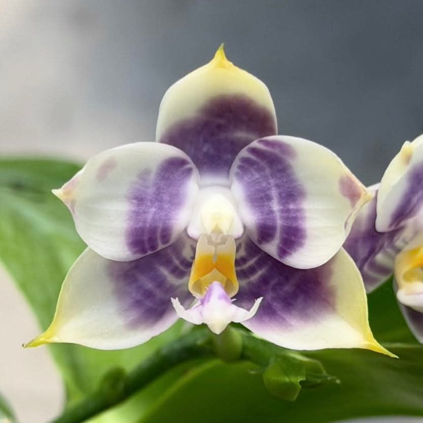 MCL293 Phalaenopsis Mituo Purple Tiger 'Snow Lion'