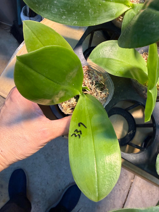 Phalaenopsis Mituo Purple Oriole 'Lotus'