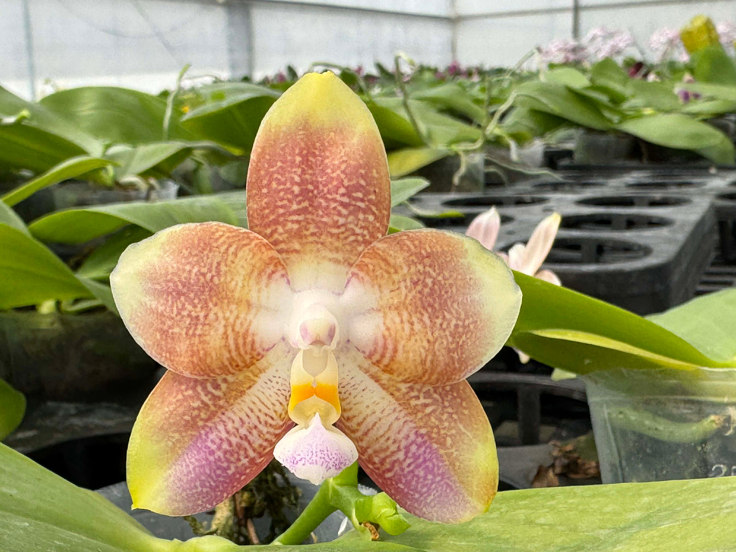 Phalaenopsis Mituo Purple Oriole 'Fireworks' 260708 Flowering