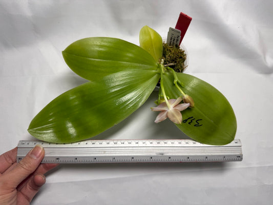 Phalaenopsis Mituo Purple Oriole 'Fireworks' 260318 Flowering