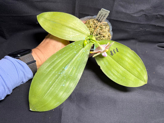 Phalaenopsis Mituo Purple Oriole 'Fireworks' 260708 Flowering