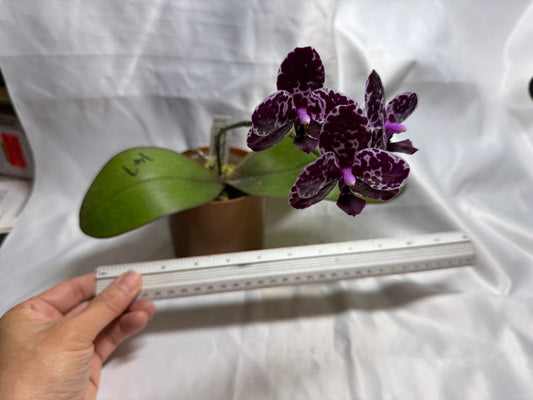 Phalaenopsis Mituo Magenta Mosaic 'Black Moth'Β 260811 Flowering