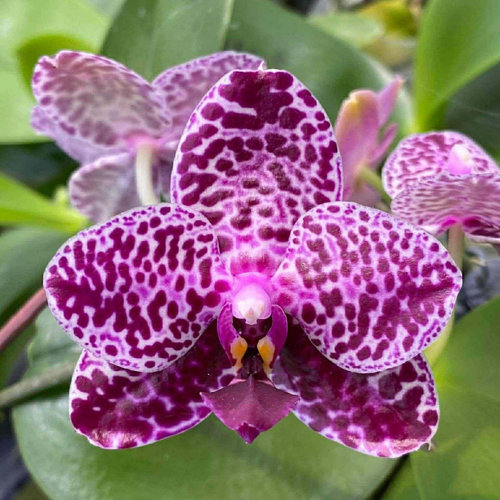 Phalaenopsis Mituo Magenta Mosaic 'Black Moth' 260811 Flowering