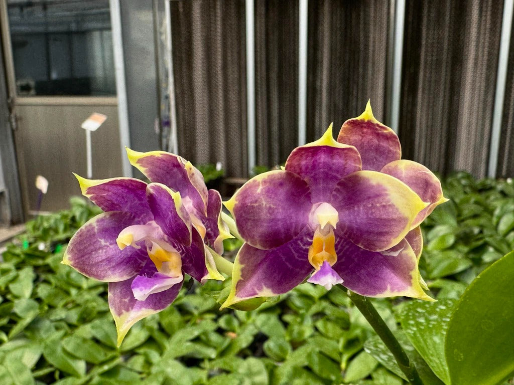 Phalaenopsis Mituo Purple Dragon 'Blue Penguin' Spiking