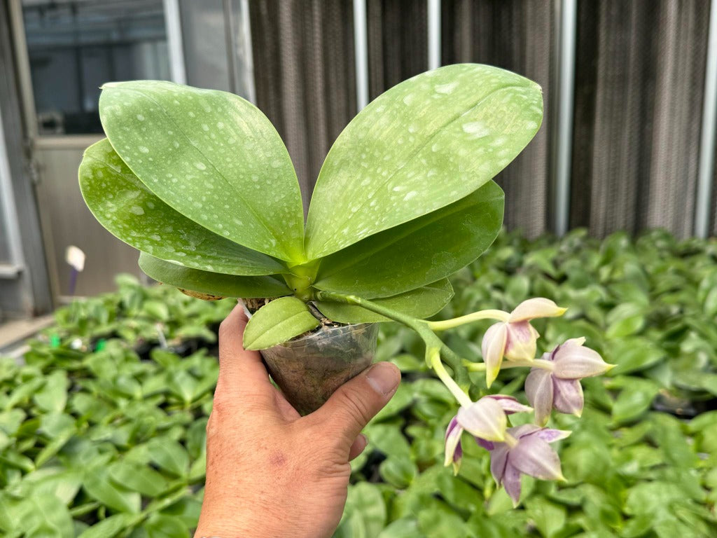 Phalaenopsis Mituo Purple Dragon 'Blue Penguin' Spiking