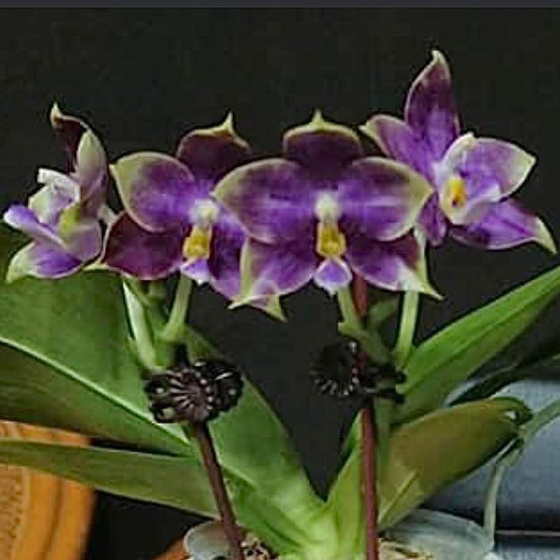 Phalaenopsis Mituo Purple Dragon 'Blue Penguin' Spiking