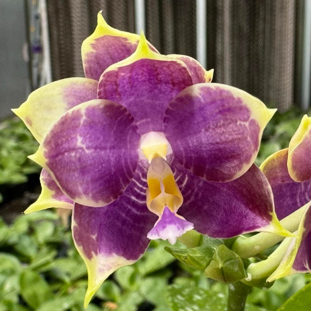 Phalaenopsis Mituo Purple Dragon 'Blue Penguin' Spiking