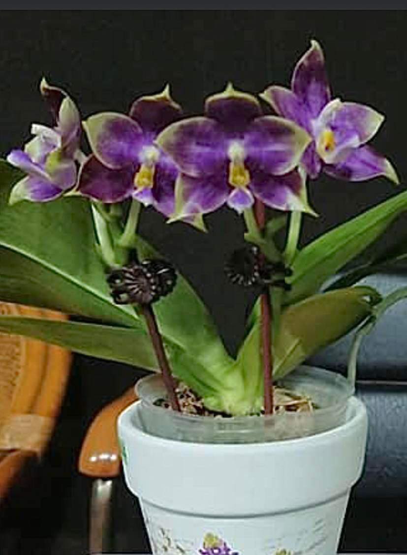 Phalaenopsis Mituo Purple Dragon 'Blue Penguin' Spiking