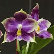 Phalaenopsis Mituo Purple Dragon 'Blue Penguin' Spiking