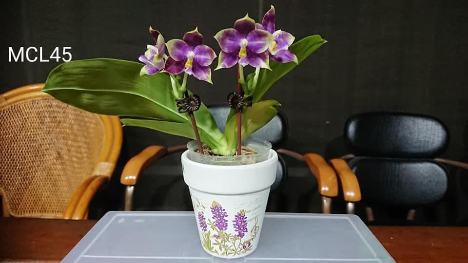 Phalaenopsis Mituo Purple Dragon 'Blue Penguin' Spiking