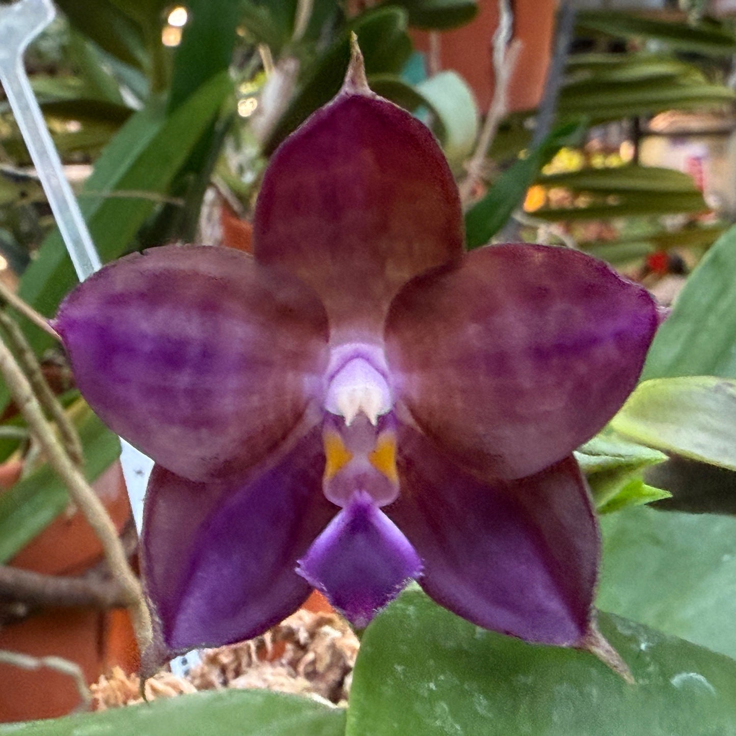 Phalaenopsis Mituo Purple Dragon 'Qilin'