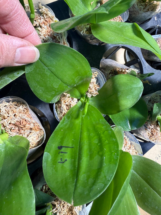 Phalaenopsis Mituo Princess 'Blue Ring'