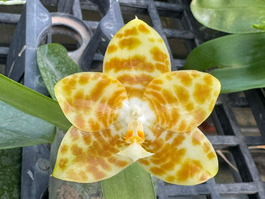Phalaenopsis LD Green Tiger 'Amber