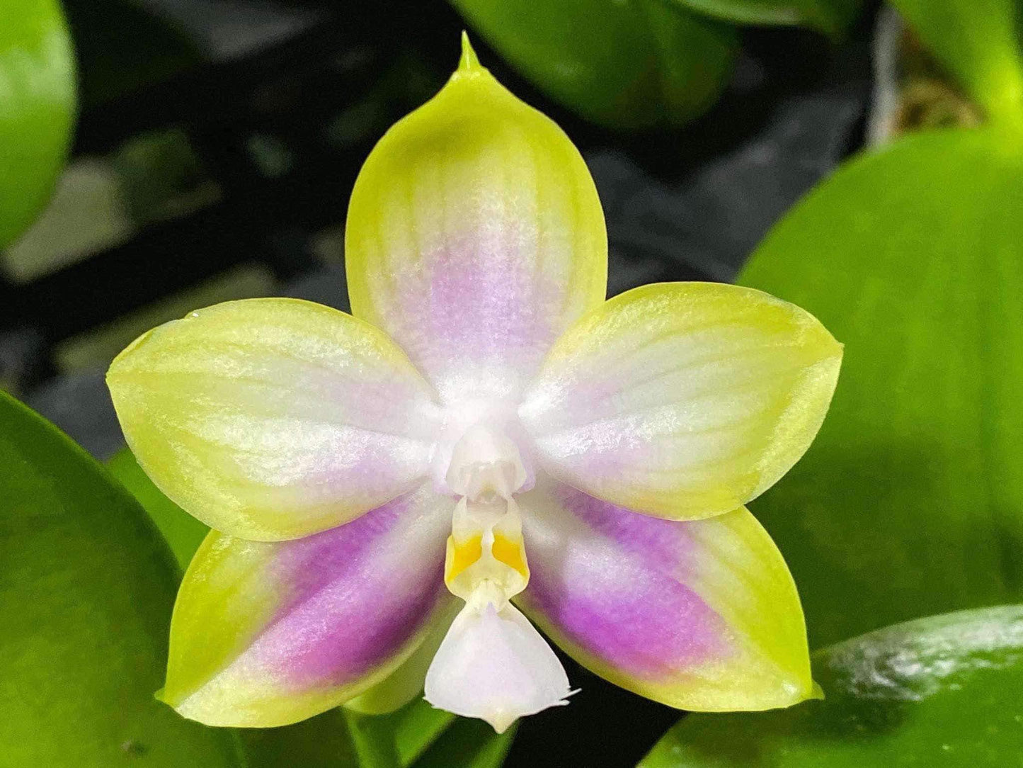 Phalaenopsis Mituo Reflex Dragon 'Lilac'