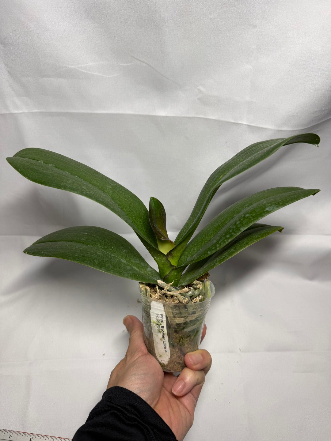 Phalaenopsis Brother Love Ai (Clone)