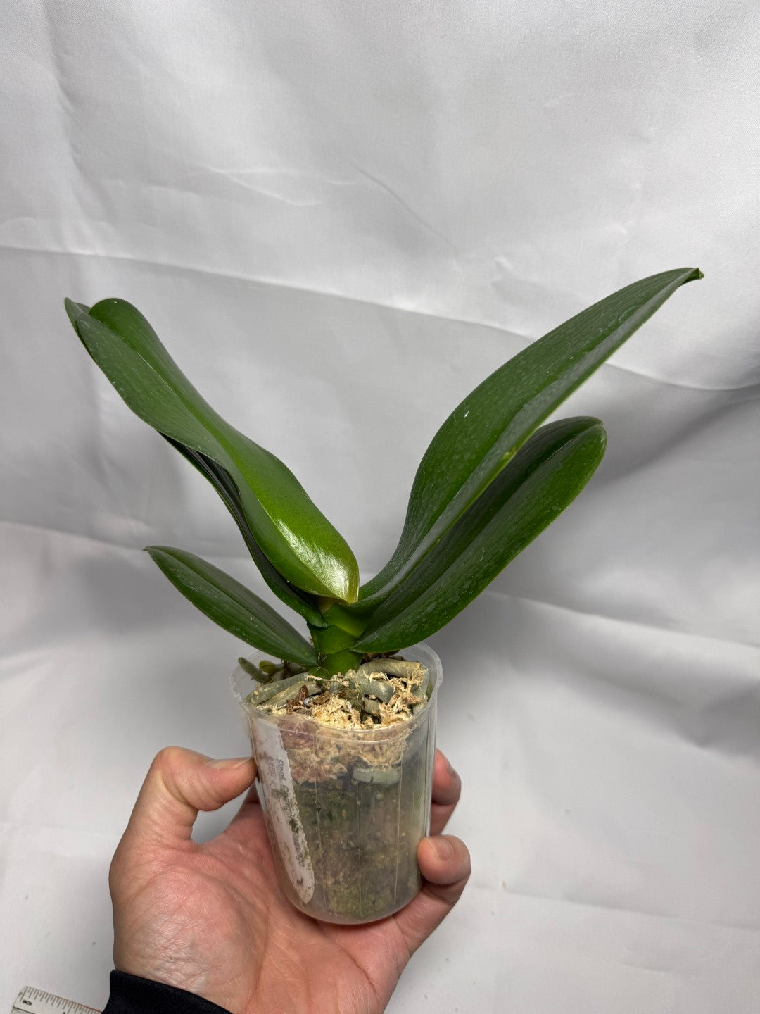 Phalaenopsis Charming Flamingo (Clone)