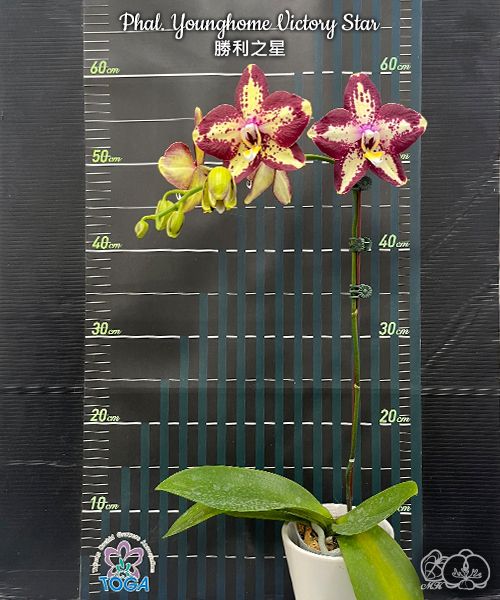 Phalaenopsis Younghome Victory Star (Clone)