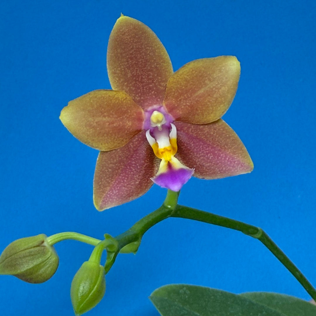Phalaenopsis Meidarland Chambe (clone) 250901 Flowering