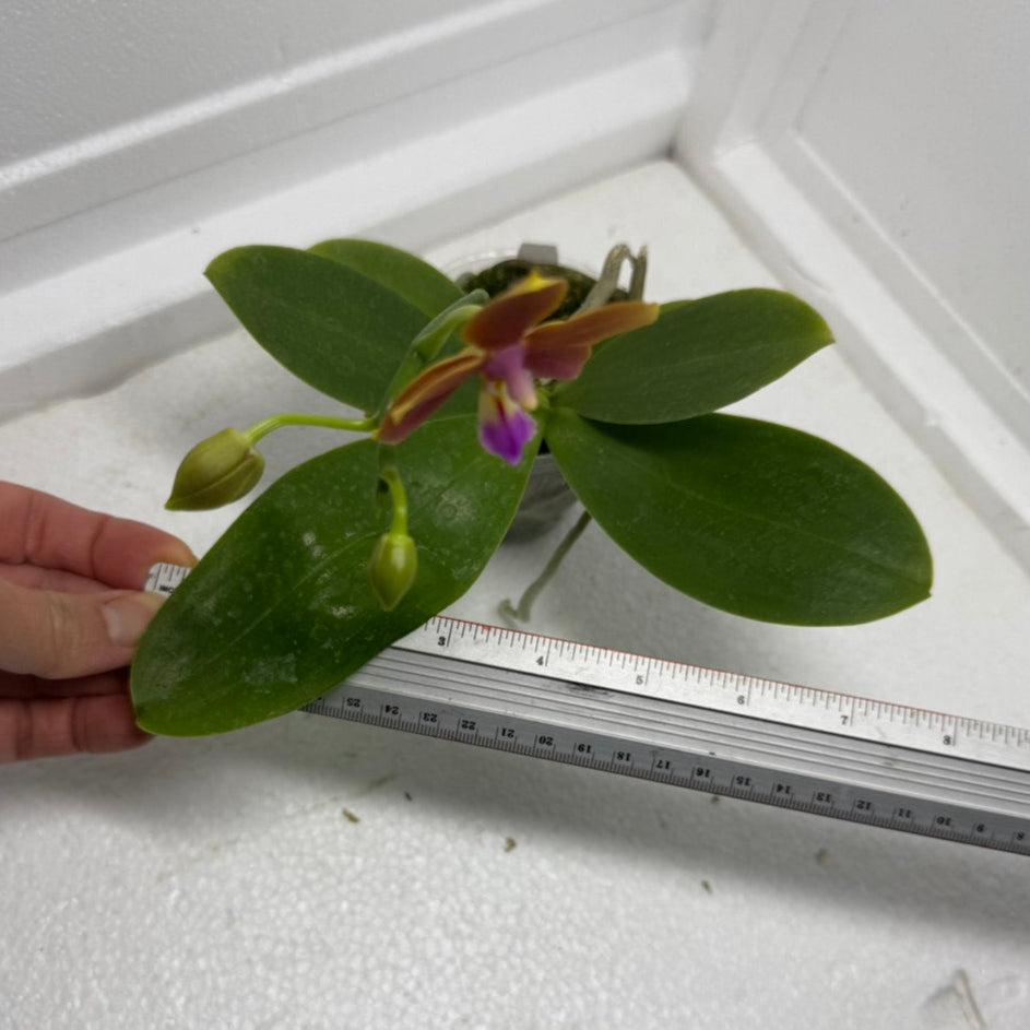 Phalaenopsis Meidarland Chambe (clone) 250901 Flowering