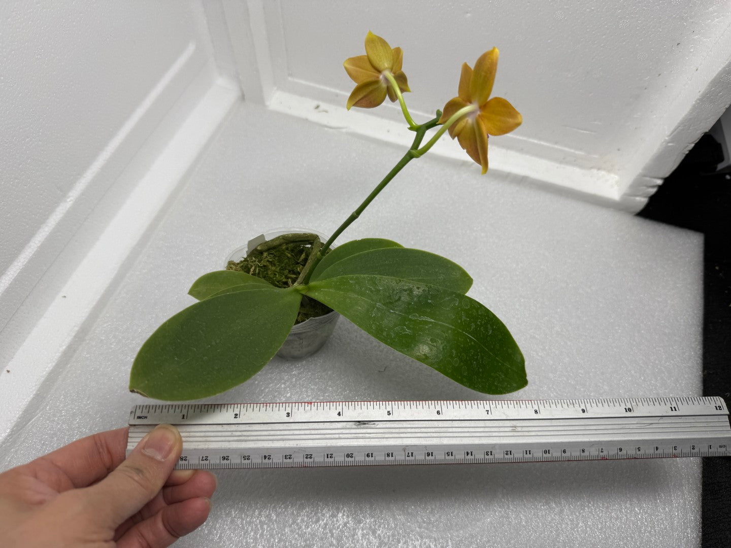 Phalaenopsis Meidarland Chambe (clone) 250904 Flowering