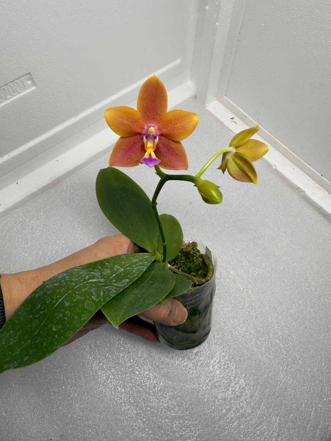Phalaenopsis Meidarland Chambe (clone) 250904 Flowering