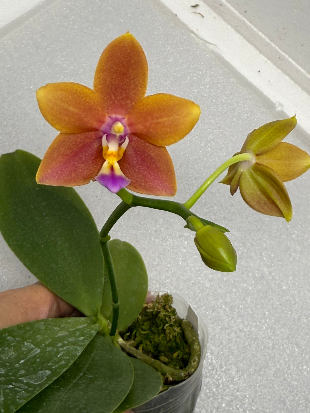 Phalaenopsis Meidarland Chambe (clone) 250904 Flowering