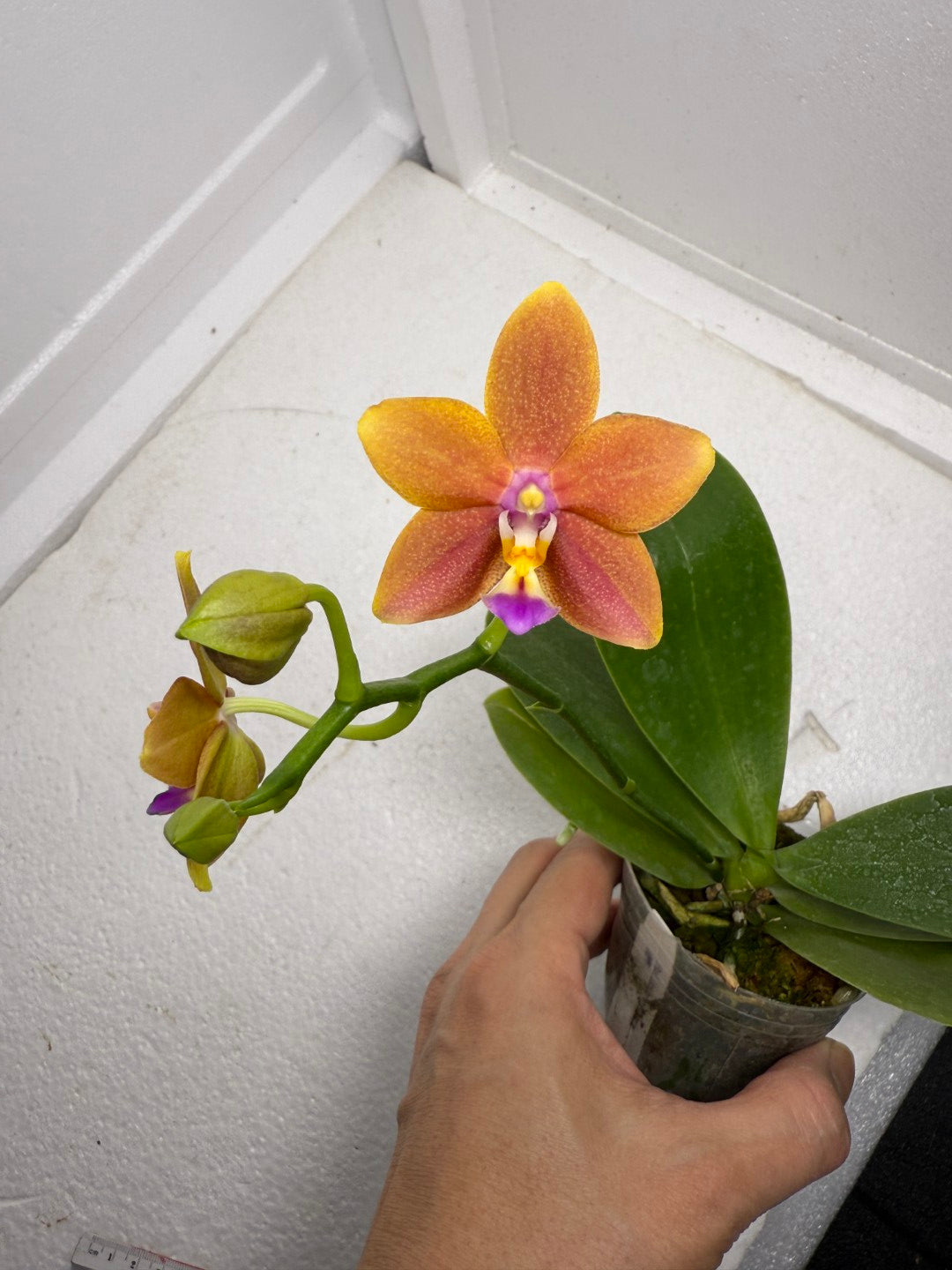 Phalaenopsis Meidarland Chambe (clone) 250910 Flowering