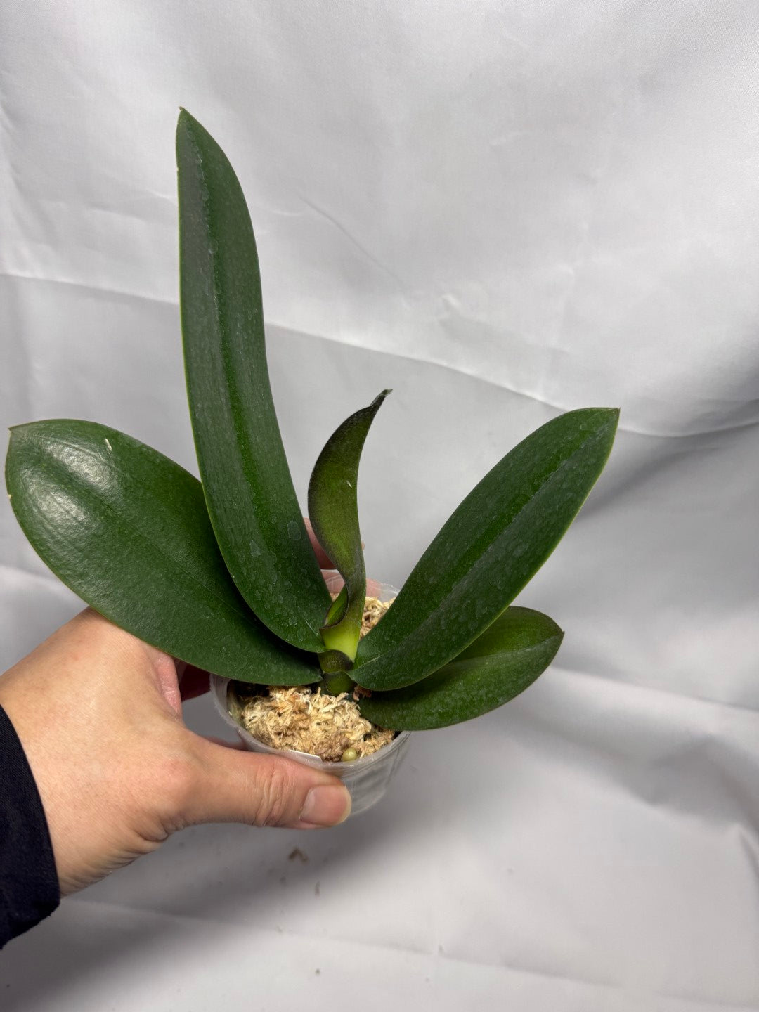 Phalaenopsis Miki Crown '16' SM/TOGA