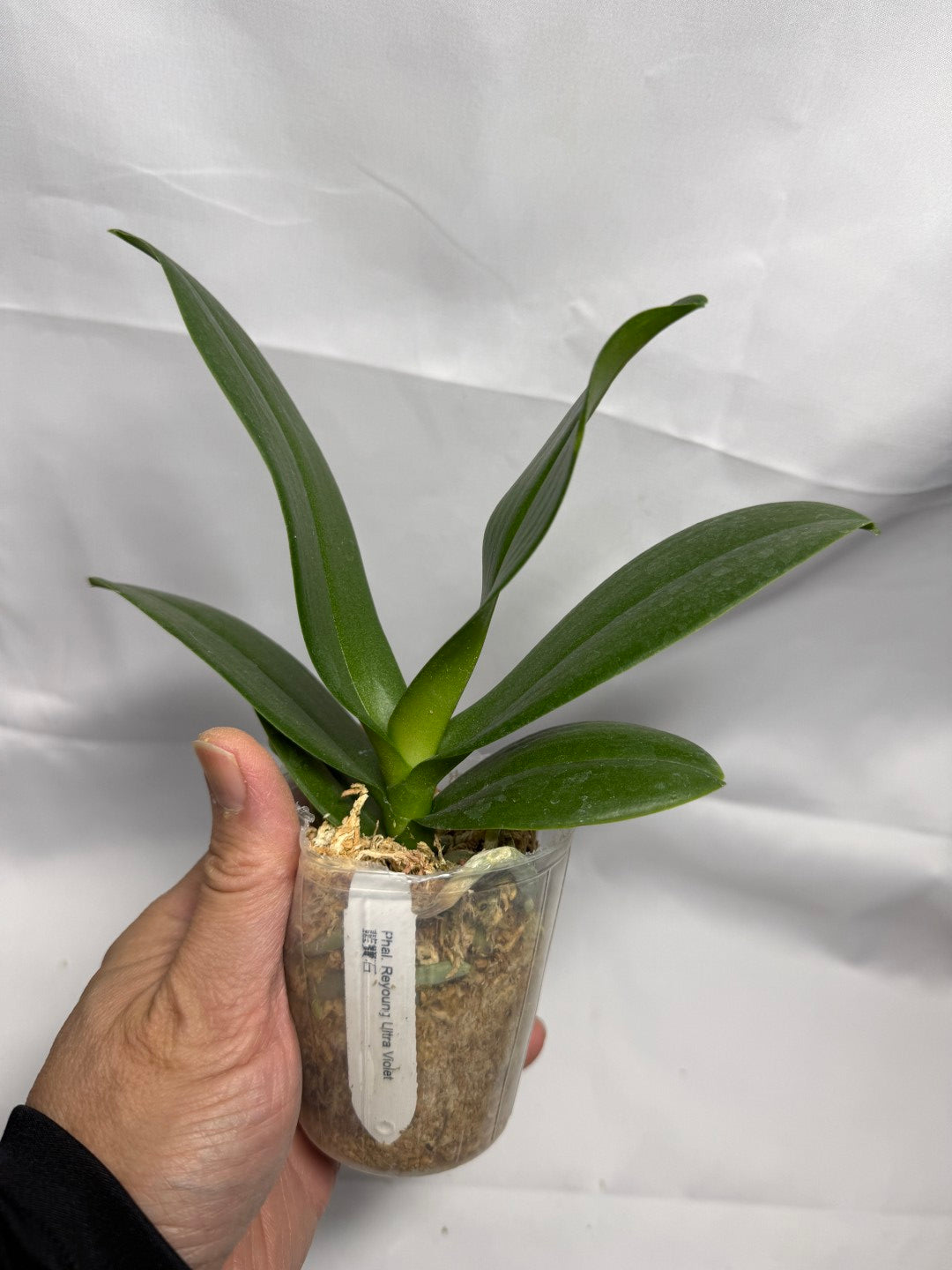 Phalaenopsis Reyoung Ultra Violet (clone)