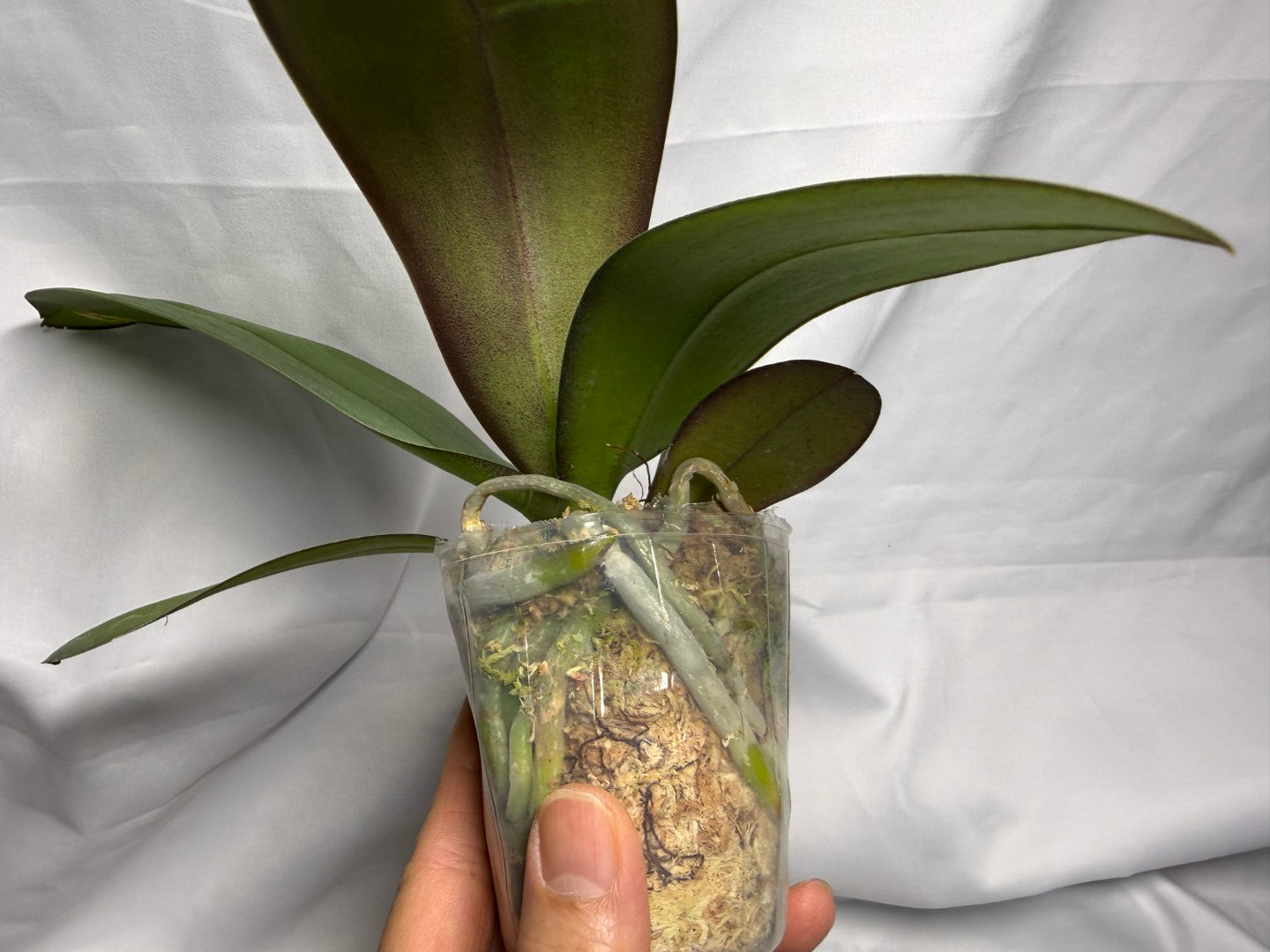 Phalaenopsis Charming Angelina '1201' 260611 Spiking