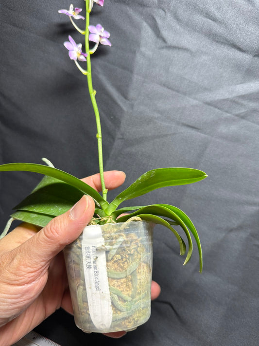 Phalaenopsis Evarise Blue Angel 260825 Flowering