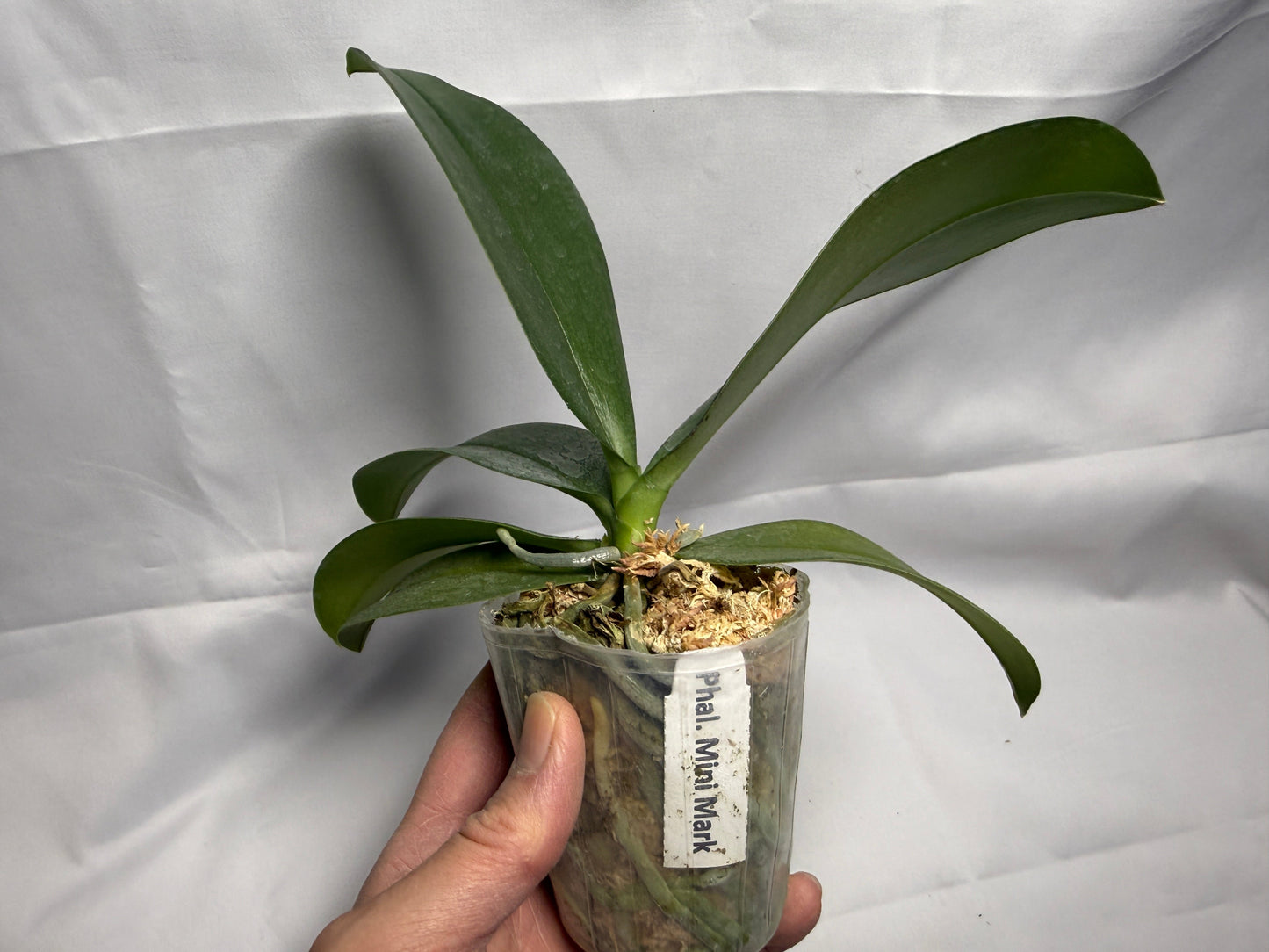 Phalaenopsis Mini Mark