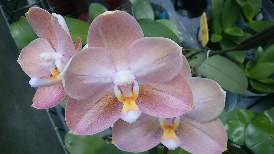 Phalaenopsis Mituo Golden Pink 'Rose Gold' 金玫瑰