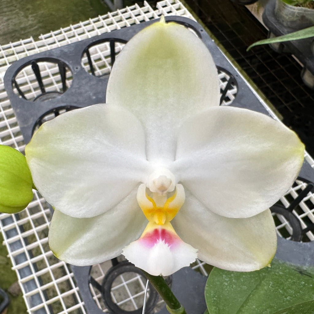 Phalaenopsis Mituo Diamond Canary 'Zen'