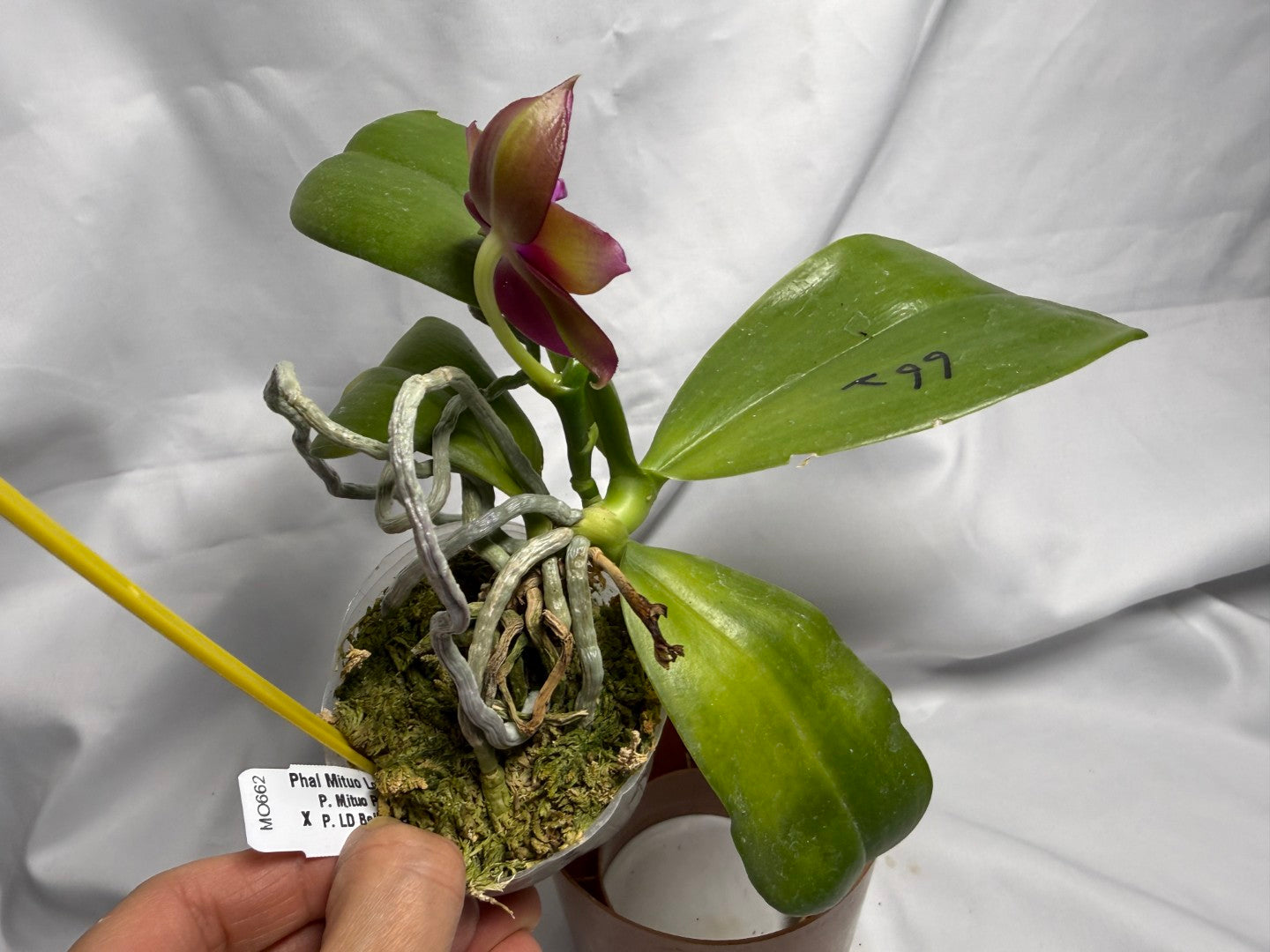 Phalaenopsis Mituo Love 'Rainbow' AM/AOS 260611 Flowering