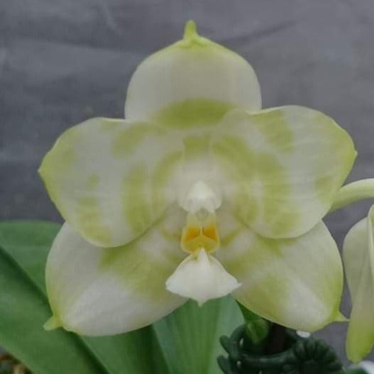 Phalaenopsis Mituo Golden Tiger 'Green Tiger'