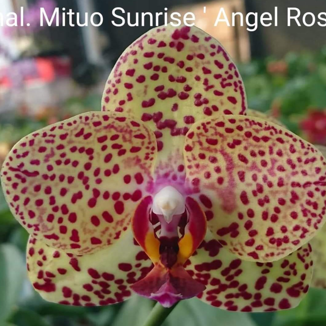 Phalaenopsis Mituo Sunrise 'Angel Rose'