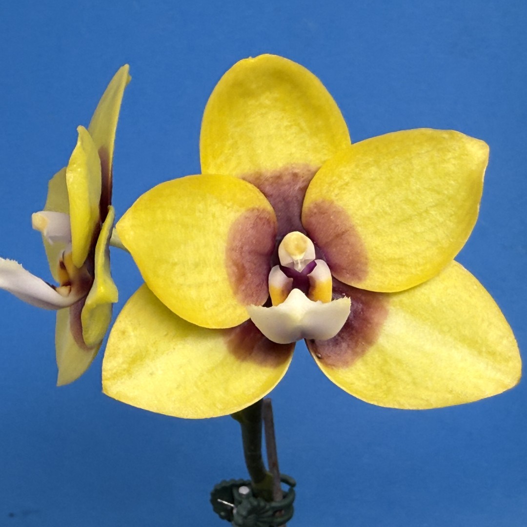 Phalaenopsis Mituo Golden Jewel 'Ink' 250829 Flowering
