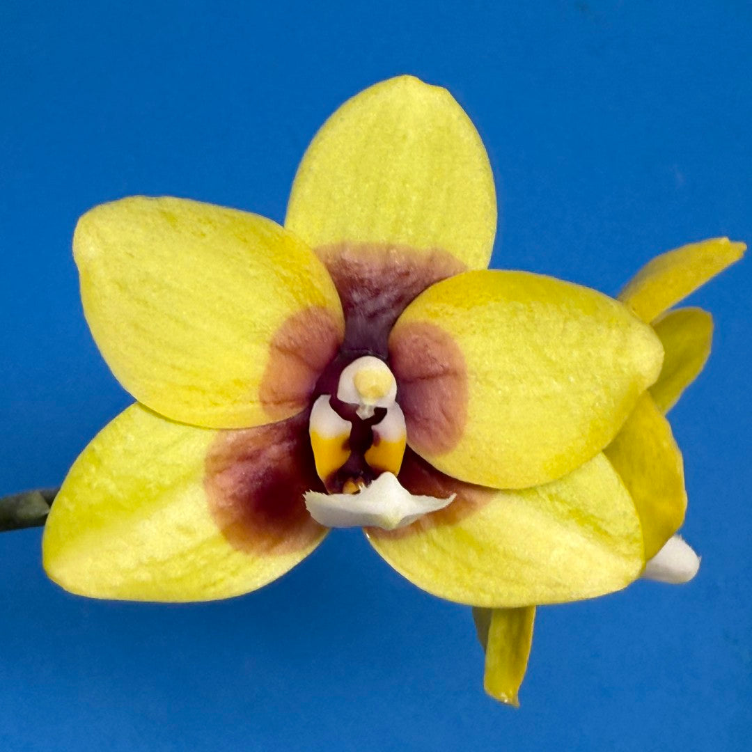 Phalaenopsis Mituo Golden Jewel 'Ink' 250829 Flowering