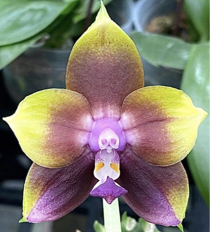 Phalaenopsis Mituo Princess 'Blue #1' 230810 Flowering