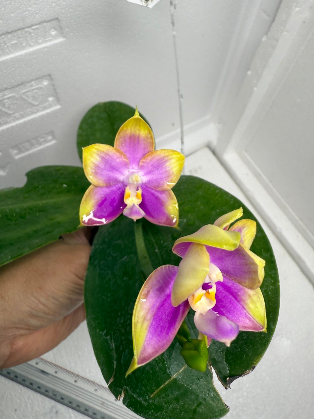 Phalaenopsis Mituo Reflex Dragon 'Purple Red' 250820 Flowering