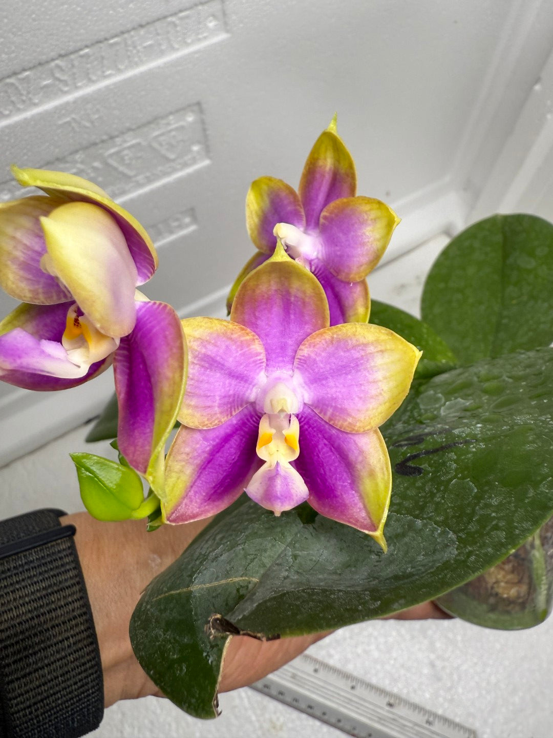 Phalaenopsis Mituo Reflex Dragon 'Purple Red' 250820 Flowering