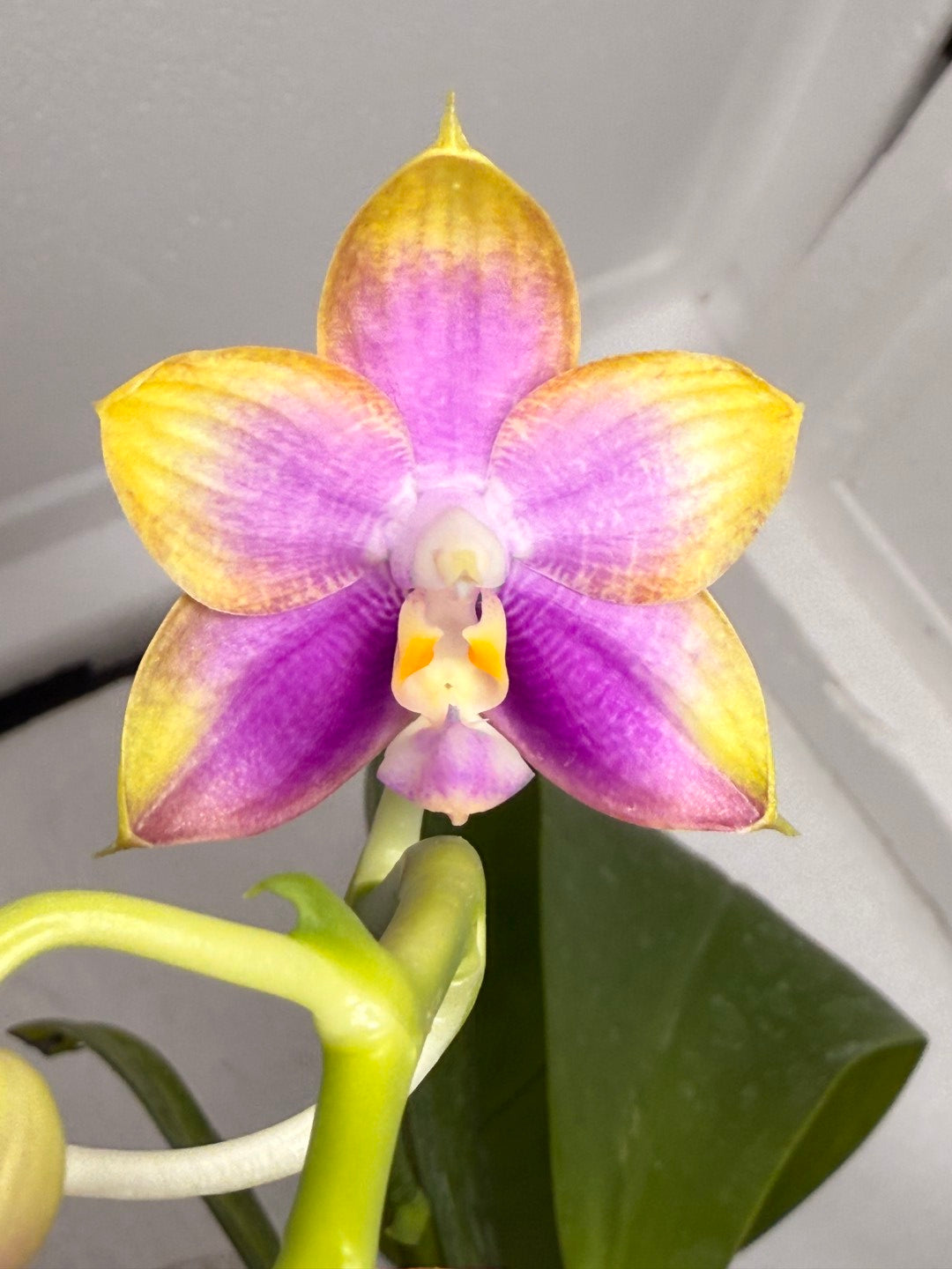 Phalaenopsis Mituo Reflex Dragon 'Purple Red' 250824 Flowering