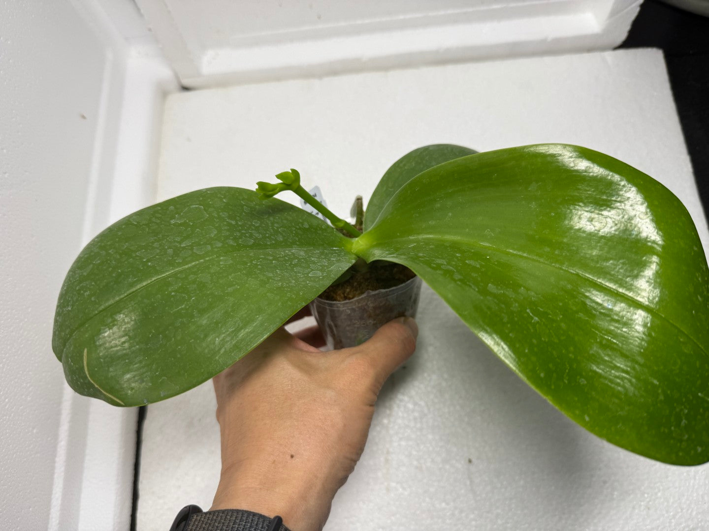 Phalaenopsis Mituo Reflex Dragon 'Purple Red' 250829 Budding