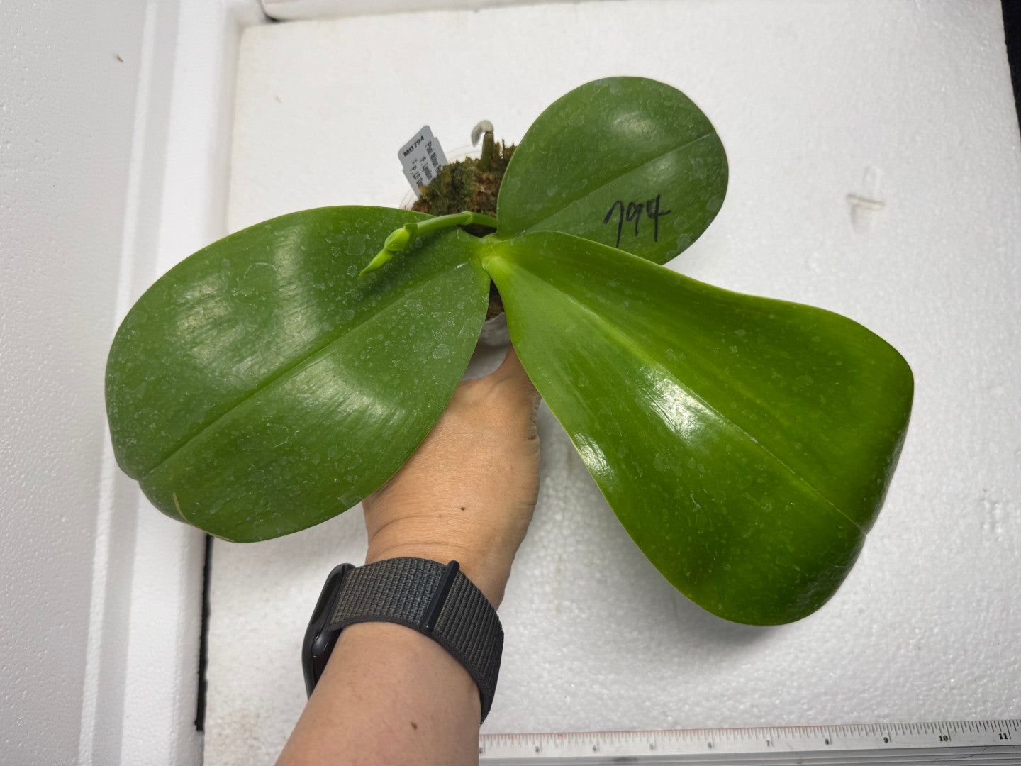 Phalaenopsis Mituo Reflex Dragon 'Purple Red' 250829 Budding