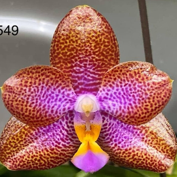 Phalaenopsis Mituo Mosaic 'Flashing'