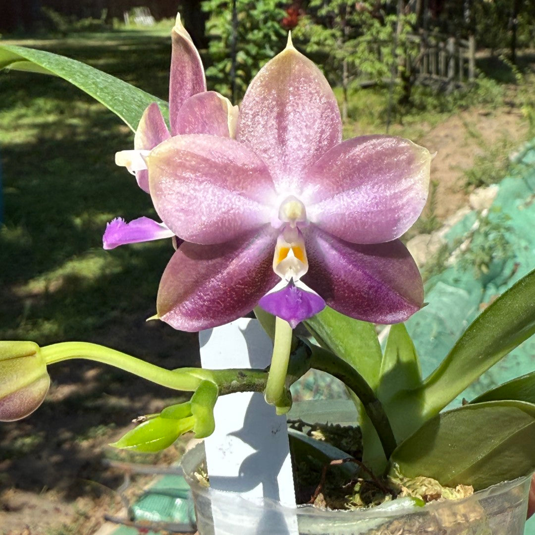 Phalaenopsis Mituo 24 Solar Terms 'Cold Dew' 250709 Flowering